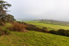 Foggy afternoon, Cranborne Chase