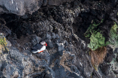Puffin on a cliff face, South Iceland