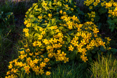 Wildflowers under the midnight sun, Djúpivogur