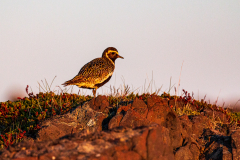 Golden Plover (Pluvialis apricaria) at Djupivogur