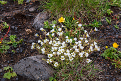 Wildflowers on Myrdalssandur