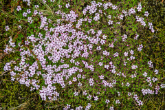 Lavafield flowers, Laufskálavarða