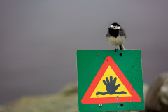 Pied wagtail on a warning sign at Jökulsárlón
