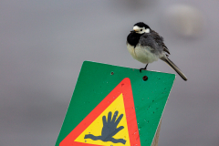 Wagtail posing on a sign beside Jökulsárlón
