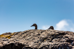 Peeking ducks, Eastfjords