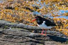 Oystercatcher (Haematopus ostralegus) at Breiðdalshreppur, Eastfjords