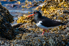Oystercatcher (Haematopus ostralegus) on the beach at Breiðdalshreppur, Eastfjords