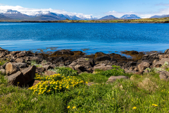 Wildflowers and blue sea at Breiðdalshreppur, Eastfjords