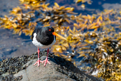 Oystercatcher at Breiðdalshreppur harbour, Eastfjords