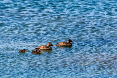 A family of ducks at Breiðdalshreppur, Eastfjords