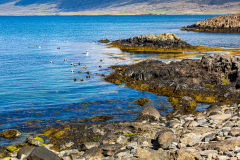 Rocky beach at Berufjörður, Eastfjords