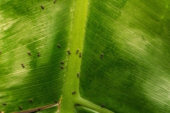 Eden Project