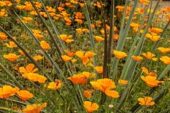Eden Project