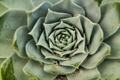 Eden Project