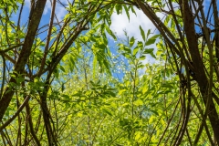 Eden Project
