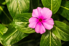 Eden Project