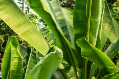 Eden Project