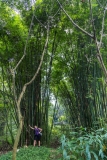 Giant Bamboo