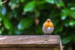 Robin