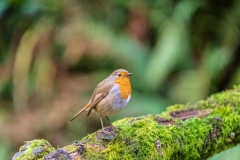 Robin