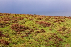 Countisbury clifftop