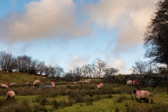 Simonsbath sheep