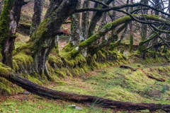 Exmoor trees