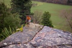 Robin at Dunster Castle