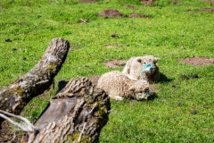 St. Briavels lambs