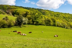 Sunbathing cows