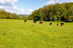 Grazing cows, Wye Valley