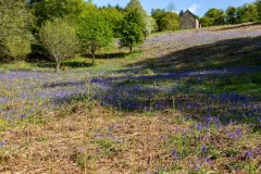 Bluebells at St. Briavels Common