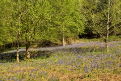 Bluebells at St. Briavels Common
