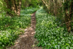 Wild Garlic near St. Briavels