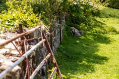 Sheltering sheep