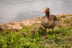 Greylag mother and chicks, Cannop Ponds
