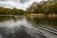Cannop Ponds, Forest of Dean