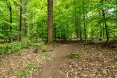 Forest of Dean