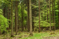 Forest of Dean, Gloucestershire