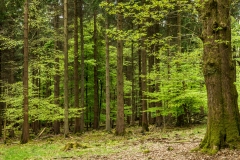 Forest of Dean, Gloucestershire