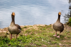 Greylag geese, Cannop Ponds