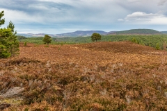 Abernethy National Nature Reserve