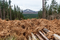 Glenmore Forest Park