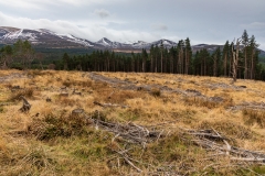 Glenmore Forest Park