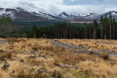 Glenmore Forest Park