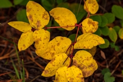 Autumn Leaves