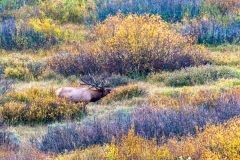 Bugling Bull Elk