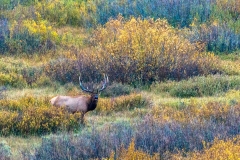 Bugling Bull Elk