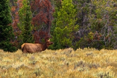 Female Elk
