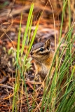 Chipmunk